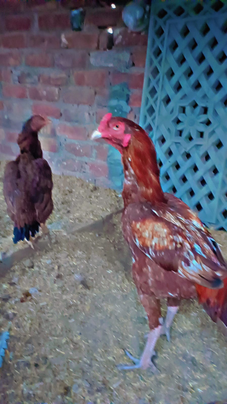 Profile photo of Snipper